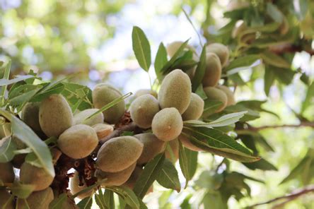 Almond Trees Annual Cycle Select Harvests