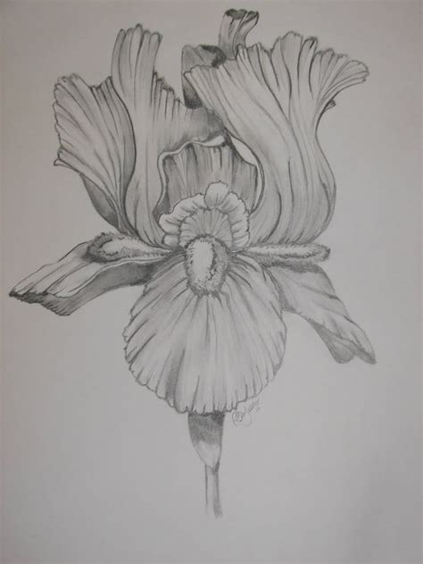 Almost Perfect...with a few splotches Drawing in Nature Iris flower