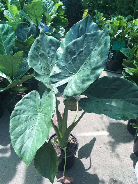 Alocasia wentii. Alocasia wentii is a hardy, upright perennial with large elephant ear green leaves and contrasting bronze-purple undersides. It is a great foliage feature plant for tropical gardens and indoor spaces. Perfect for decorative pots and containers. Plant in a partly shaded, warm and humid position in the garden or in a well lit position indoors. 