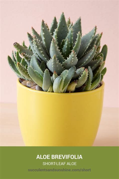 Aloe Brevifolia - Grow, Care and Propagate - About Succulents