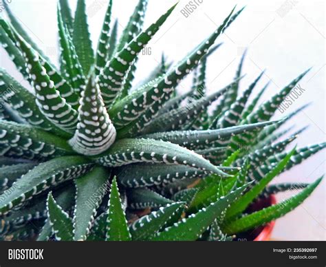 Aloe Cactis&Succulent Seeds for sale eBay