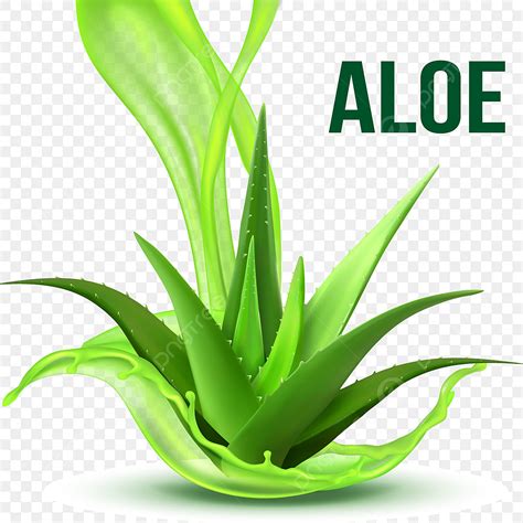 Aloe Vector