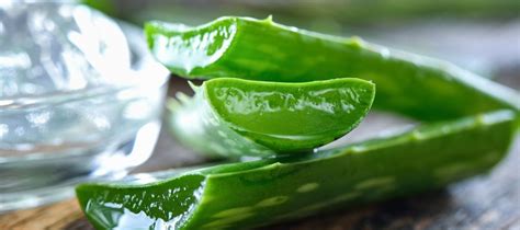 Aloe Vera Bitkisi Nasıl Yetiştirilir, Aloe Vera Nasıl Kullanılır . 