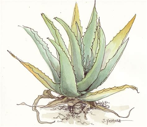 Aloe Vera Plant Drawing