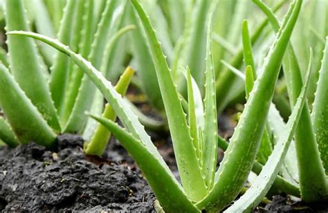 Aloe Vera o Sábila, 33 propiedades y usos medicinales