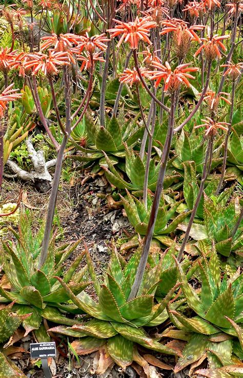 Aloe maculata - Wikipedia