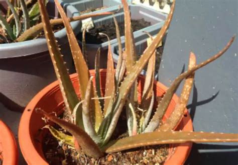 Aloe plant turning brown. Plant your aloe in a pot that is proportional to the size of the plant. A larger pot has a greater capacity for soil and, therefore, a greater capacity to retain moisture. Repotting aloe plants in a pot that is similar in size or only an inch or 2 in diameter larger than the previous pot ensures that the potting soil dries out at a similar rate. 