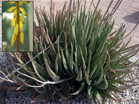 Aloe vera Wikipedia. 