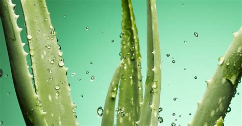 Aloe vera hutibu kufungua choo. .  ...