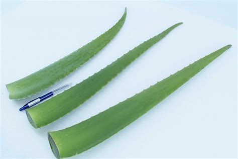 Aloe vera mjuka blad