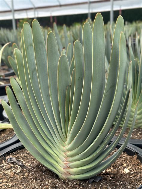 Aloee Goddess Leaks +18 205 Pics