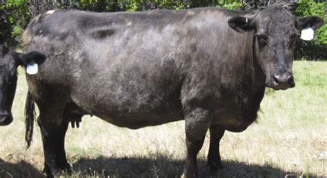 Alopecia areata in two black Angus cows - Beth A. Valentine, …