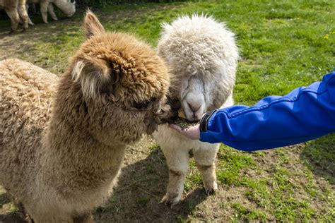 Alpaca Huren Voor Een Dag