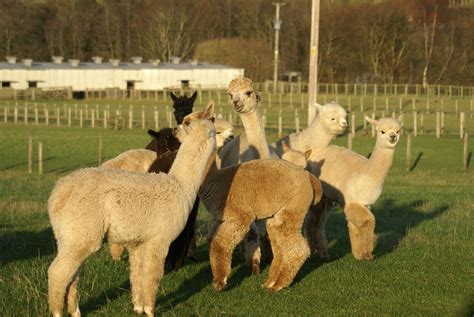 Alpaca animal.  These two animals are .  At birth, alpaca weights range ...
