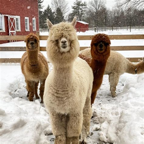 521 South Route 47, Cape May, NJ 08204. Jersey Shore Alpacas is a “small farm owned and operated by Jim and Tish Carpinelli, and located in Green Creek, a small town near historic Cape May, NJ. …