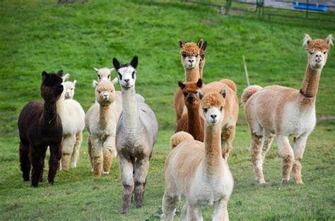 Alpaca farm near me. May 28, 2019 · Alpaca fiber is actually stronger, softer, lighter, and five times warmer than wool. It make for the coziest sweaters and is also hypoallergenic, so it’s safe for even the most delicate skin. The store is open Saturday and Sunday from 11 a.m. to 4 p.m., or by appointment. To learn more about Colonial Hill Alpacas at Stonehedge Farm, including ... 