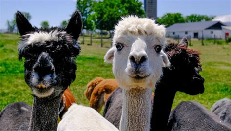 Alpaca farms Destination Ontario