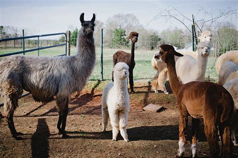 Alpaca farms near me. Rusty Stars Alpaca Farm is open to visitors and happy to share the joy of alpacas with anyone who wants to come by. Winterset, Iowa is a quiet rural community where you'll find dozens of family owned farms, including Rusty Stars Alpacas. This quaint Alpaca farm is home to dozens of charming and comical … 