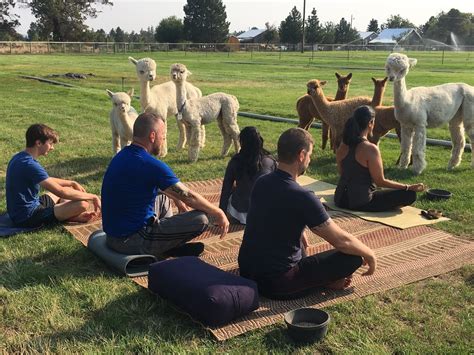 Alpaca yoga, Elitch Gardens, plus 8 things to do this weekend