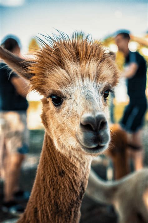 🍌 Alpaca_Bkk Onlyfans Leak PORN