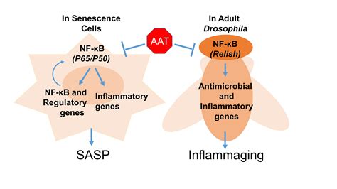 Alpha 1 antitrypsin interacts with gp41 to pdf