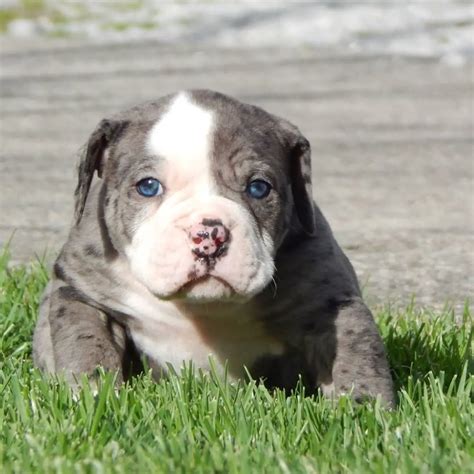 Alpha Blue Blood Bulldog Puppy