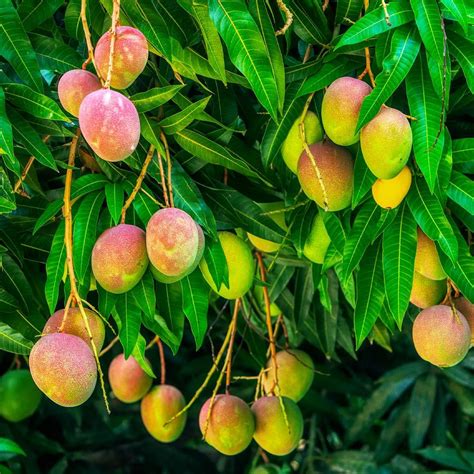 Alphonso Mango Trees for Sale – …