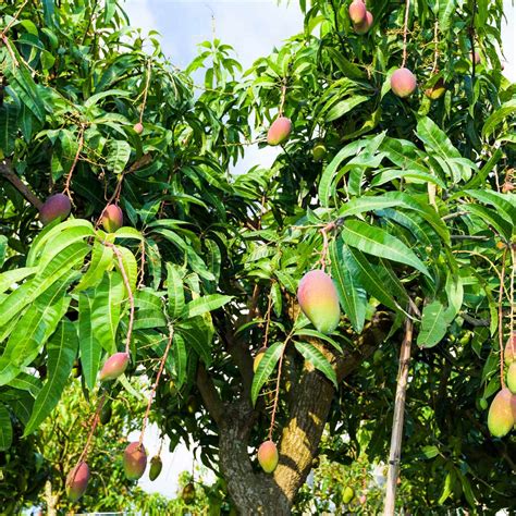 Alphonso Mango Trees for Sale BrighterBlooms.com