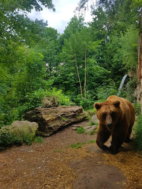 Alpine zoo. Extra 20% off with Big Bear Alpine Zoo Coupons. Get exclusive discount with those great coupons. Save up to 20% off. Apply this coupon at checkout. More+. expires soon 76. Get Deal. $12 Off. 