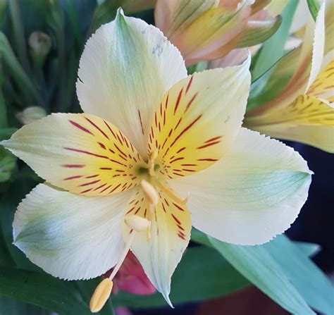 Alstroemeria eller Inkalilje; kanskje en av de enkleste og mest ...