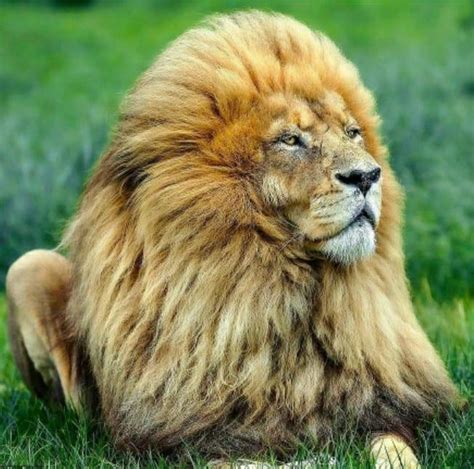 Altan İlhan Arslan Facebook. 