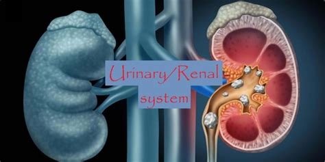 Alterations in Renal Function Flashcards Quizlet