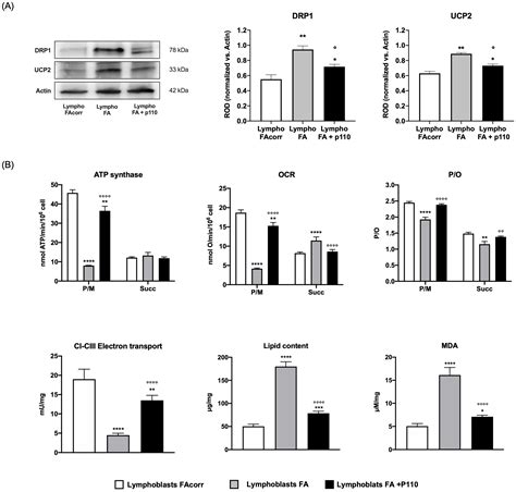 Altered Mitochondrial Dynamic in Lymphoblasts and Fibroblasts