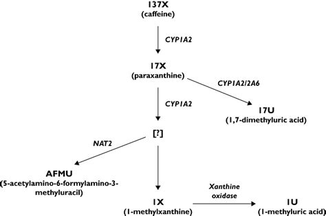 Altered xanthine oxidase and N-acetyltransferase activity in …