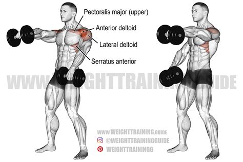 Alternating dumbbell front raise guide and video Weight