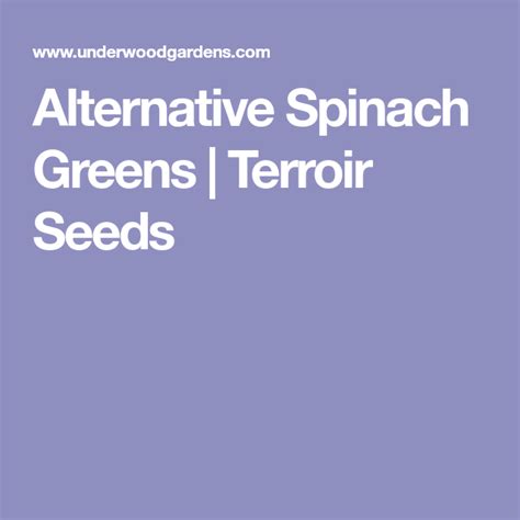 Alternative Spinach Greens - Terroir Seeds