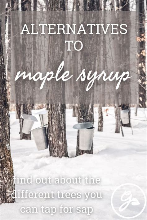 Alternatives To Maple Syrup: Different Trees You Can Tap For Sap