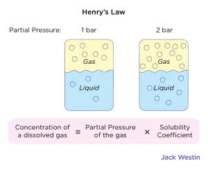 Alveolar Gas Exchange - Respiratory System - MCAT Content