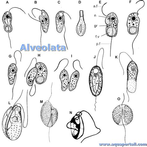 Alveolata-. 