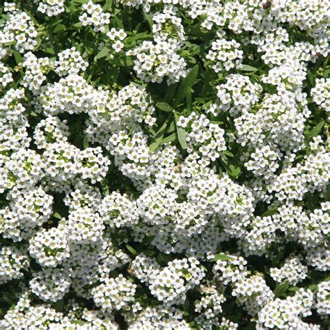 Alyssum Carpet of Snow Alyssum Seeds Flower Seeds by Mr …