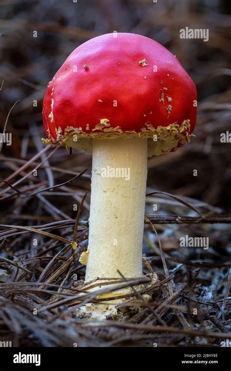 💋 [HD] Amanita Onlyfans Leaked