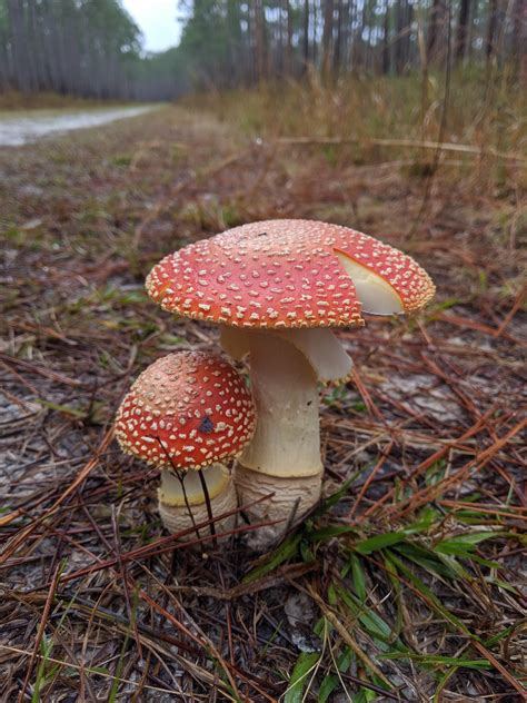 Amanita muscaria florida. Oct 18, 2022 · A hemp dispensary located in Florida recently started selling legal psychedelic mushroom products. The Tampa-based store was founded by Carlos Hermida in 2018, but the new products were just added to their inventory last month. These “magic” mushroom items include Amantia muscaria-based capsules, gummies, and powders – but no actual ... 