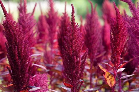 Amaranth Flower: An In-depth Look at Their Meaning, Symbolism…