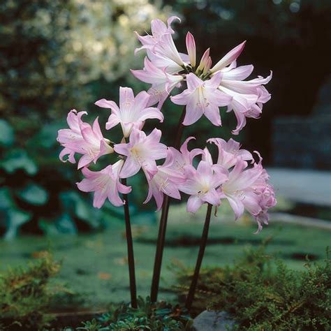 Amaryllis Belladonna,Naked Lady, Surprise Lily or Resurrection Lily ...