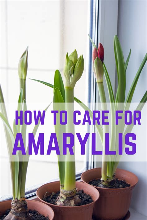 Amaryllis care in fall