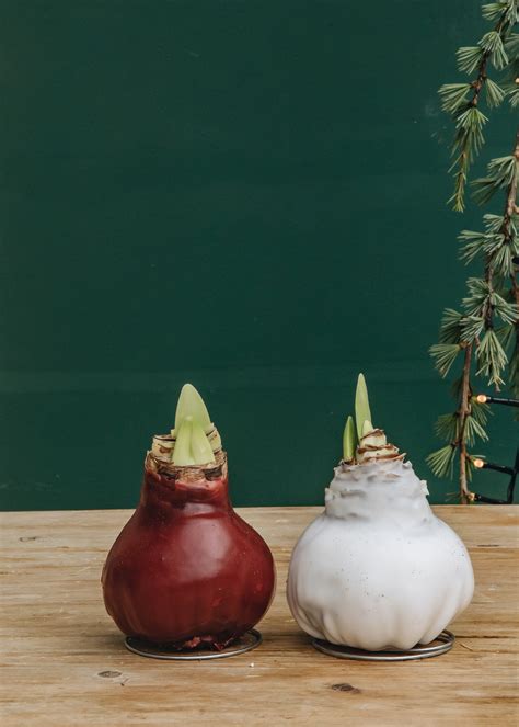 Amaryllis dipped in wax