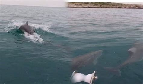 Amasra'da tekneye eşlik eden yunuslar Son Dakika Bartın .