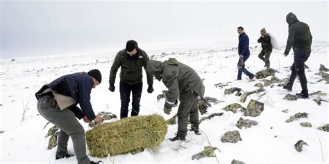 Amasya'da yaban hayvanları için doğaya 750 kilogram yem bırakıldı - Son Dakika Haberleri