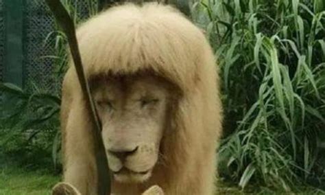 Amazing! A lion at Guangzhou Zoo trims himself a blunt bang