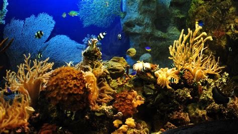 Amazing Aquarium Wallpapers Top Free Amazing Aquarium Backgrounds